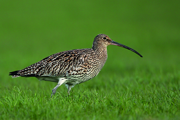GrosserBrachvogel